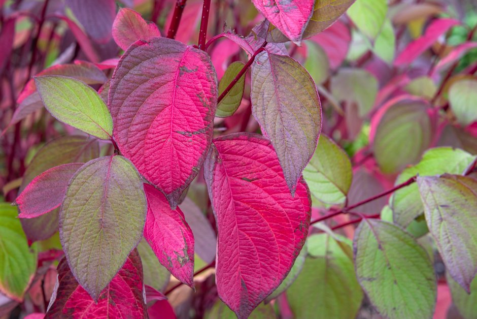 Cornus alba 'Sibirica' at Hyde Hall &copy; RHS/Tim Sandall